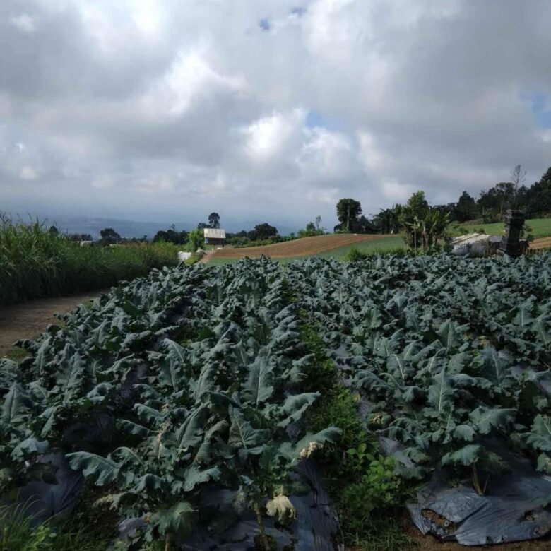 Dijual Tanah dengan Pemandangan Gunung Bedugul 30 Are