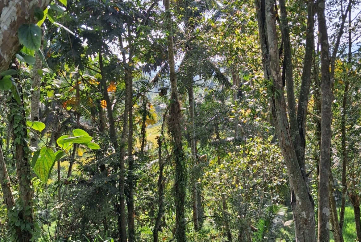 Leasehold Land in Ubud, Bali — 7 Are Rice Field View