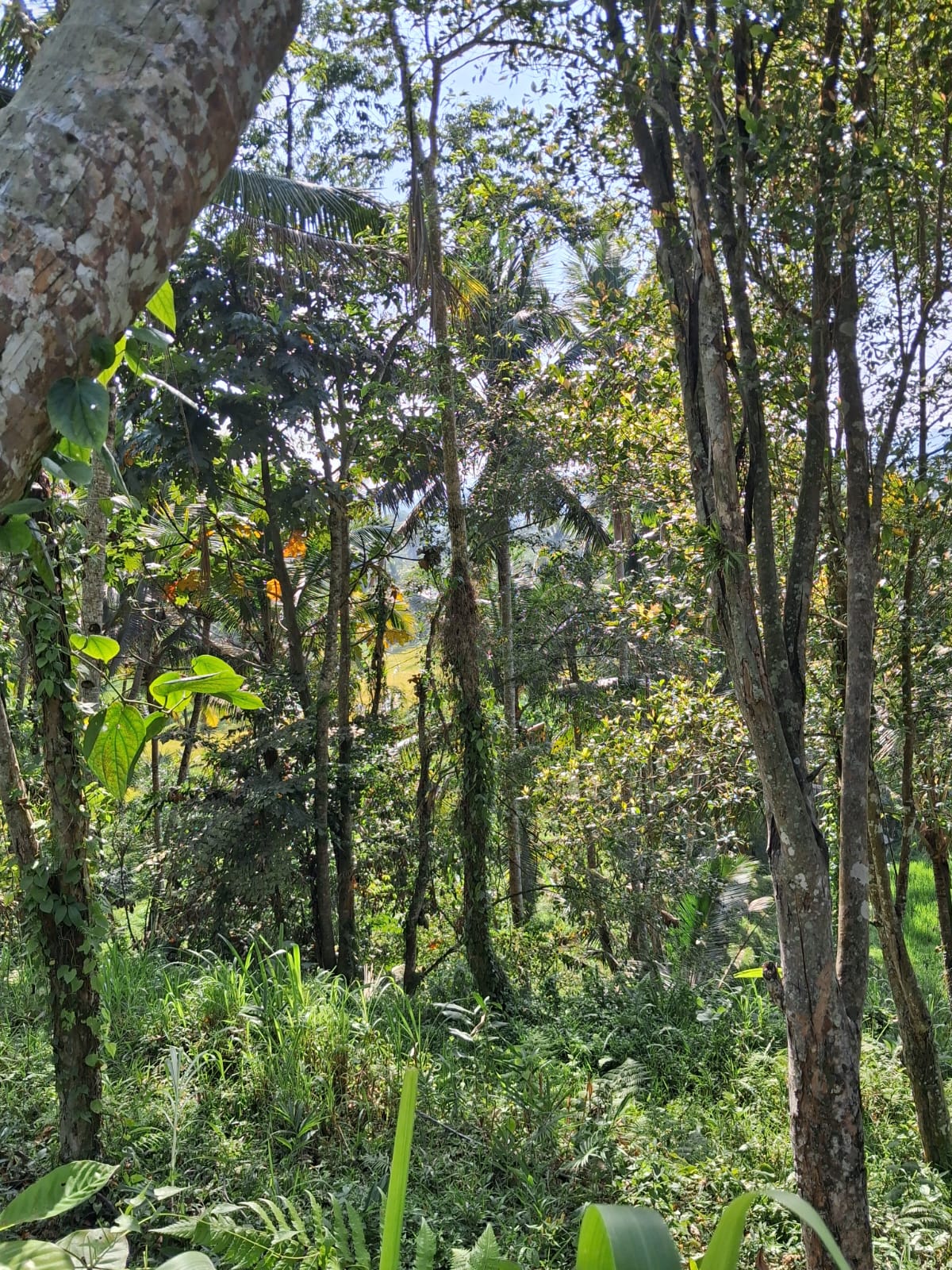 Leasehold Land in Ubud, Bali — 7 Are Rice Field View