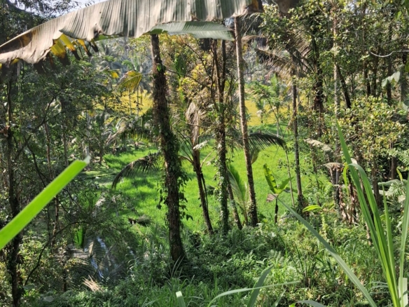 Leasehold Land in Ubud, Bali — 7 Are Rice Field View