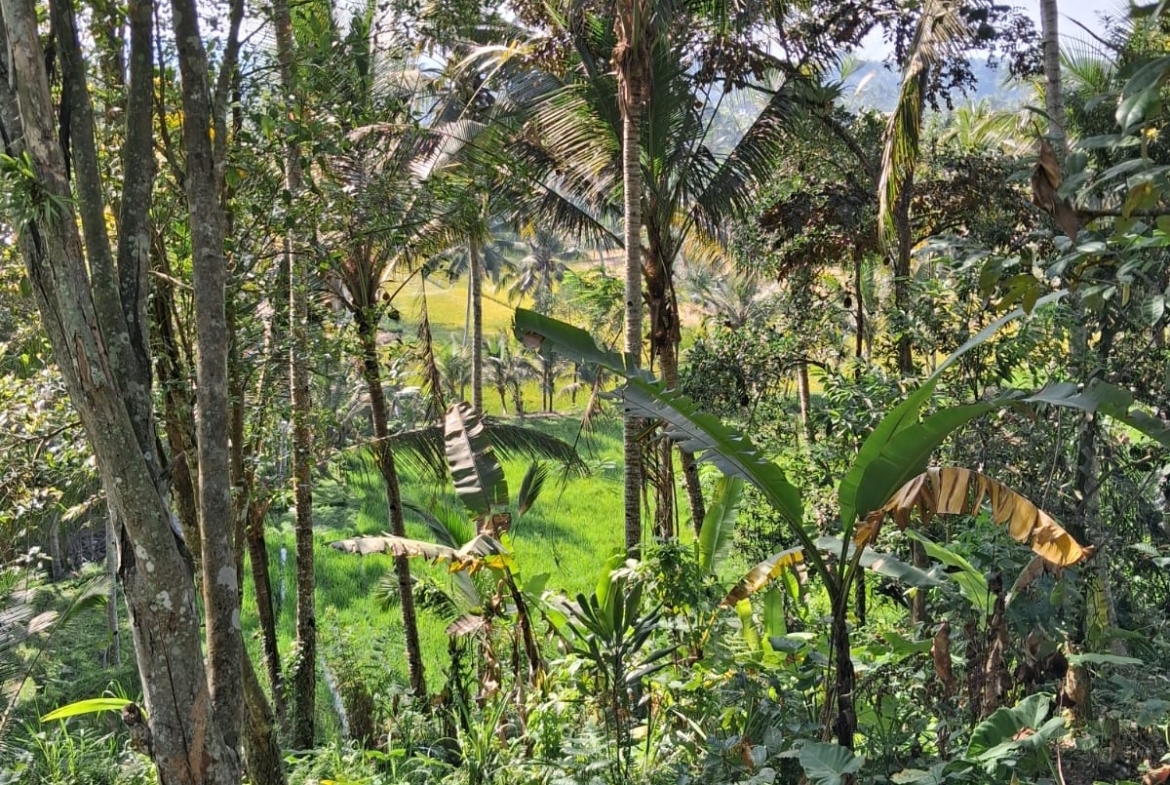 Leasehold Land in Ubud, Bali — 7 Are Rice Field View