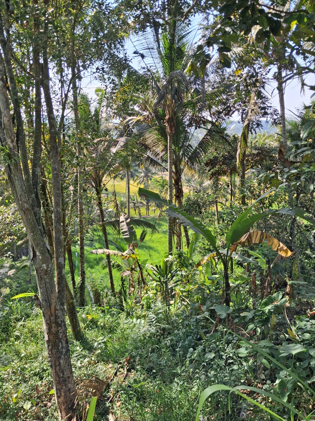 Leasehold Land in Ubud, Bali — 7 Are Rice Field View