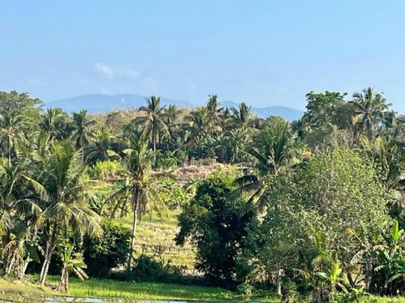 Freehold Land in Tabanan, Bali — 40 Are, Rice Field View
