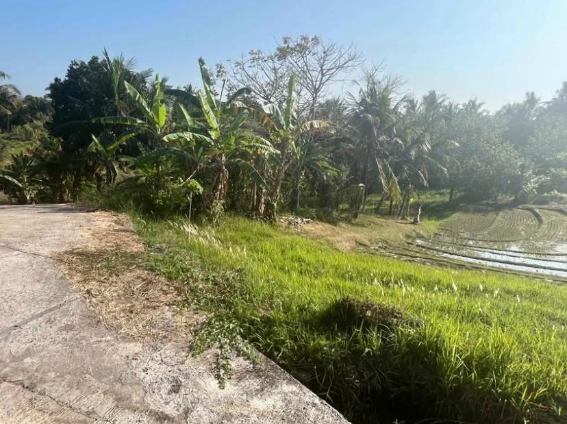 Freehold Land in Tabanan, Bali — 40 Are, Rice Field View