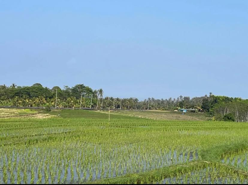 Freehold Land in Tabanan, Bali — 40 Are, Rice Field View
