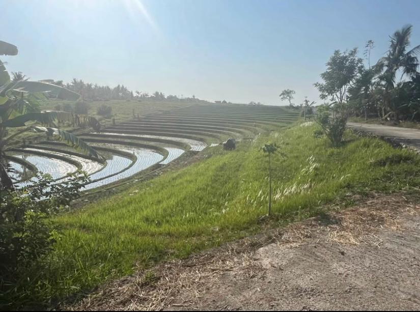 Irrigated rice terraces in Tabanan, Bali, the kind of farmland designated LP2B and protected from conversion