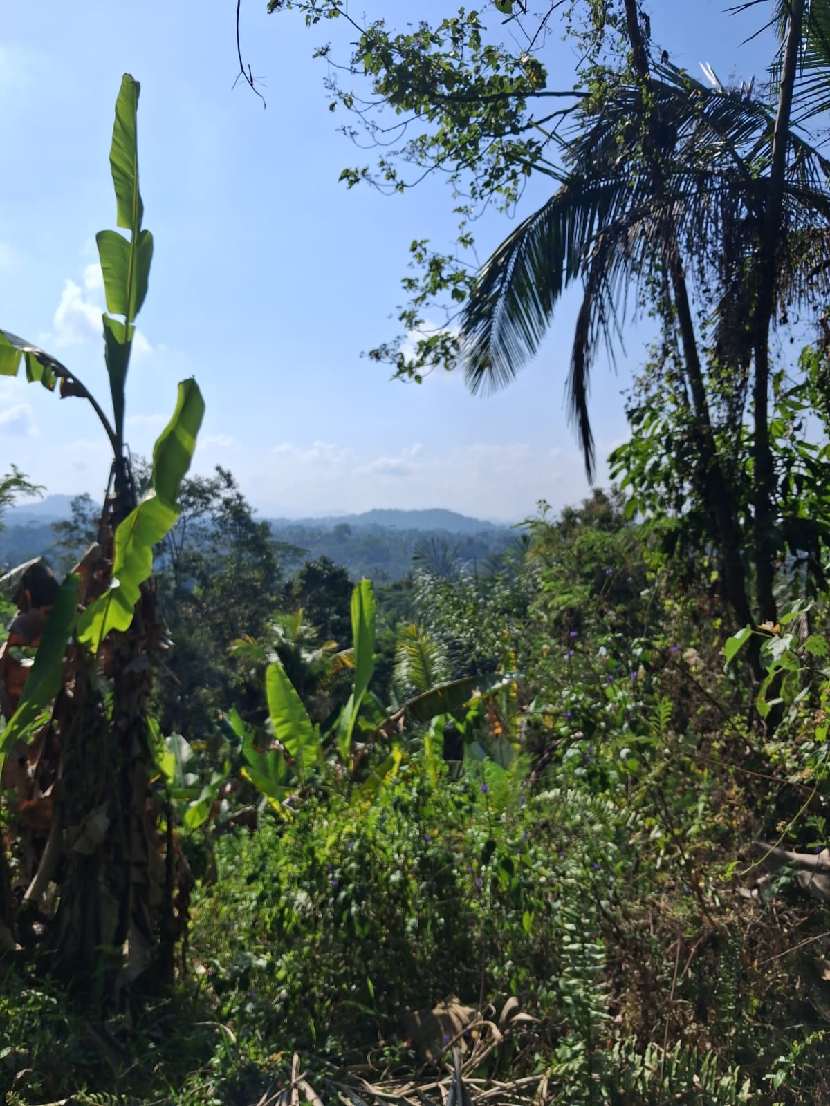 Leasehold Land in Ubud, Bali — 7 Are Montain View