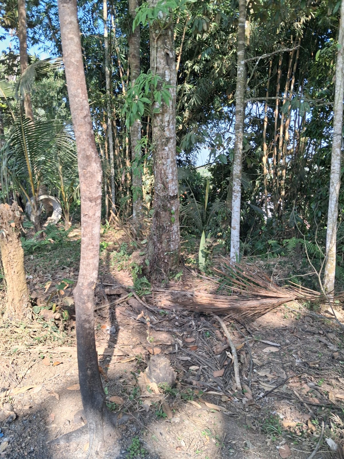 Leasehold Land in Ubud, Bali — 7 Are Montain View