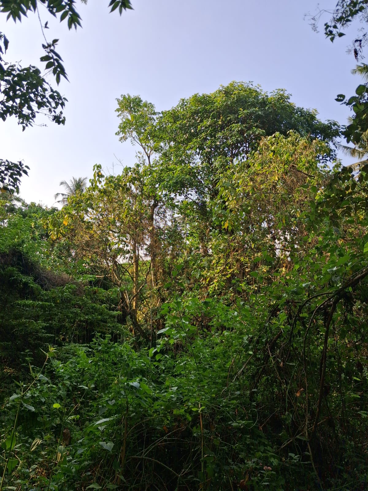 ubud kemenuh 1 Leasehold Land In Kemenuh Ubud, Bali — 5 Are River View