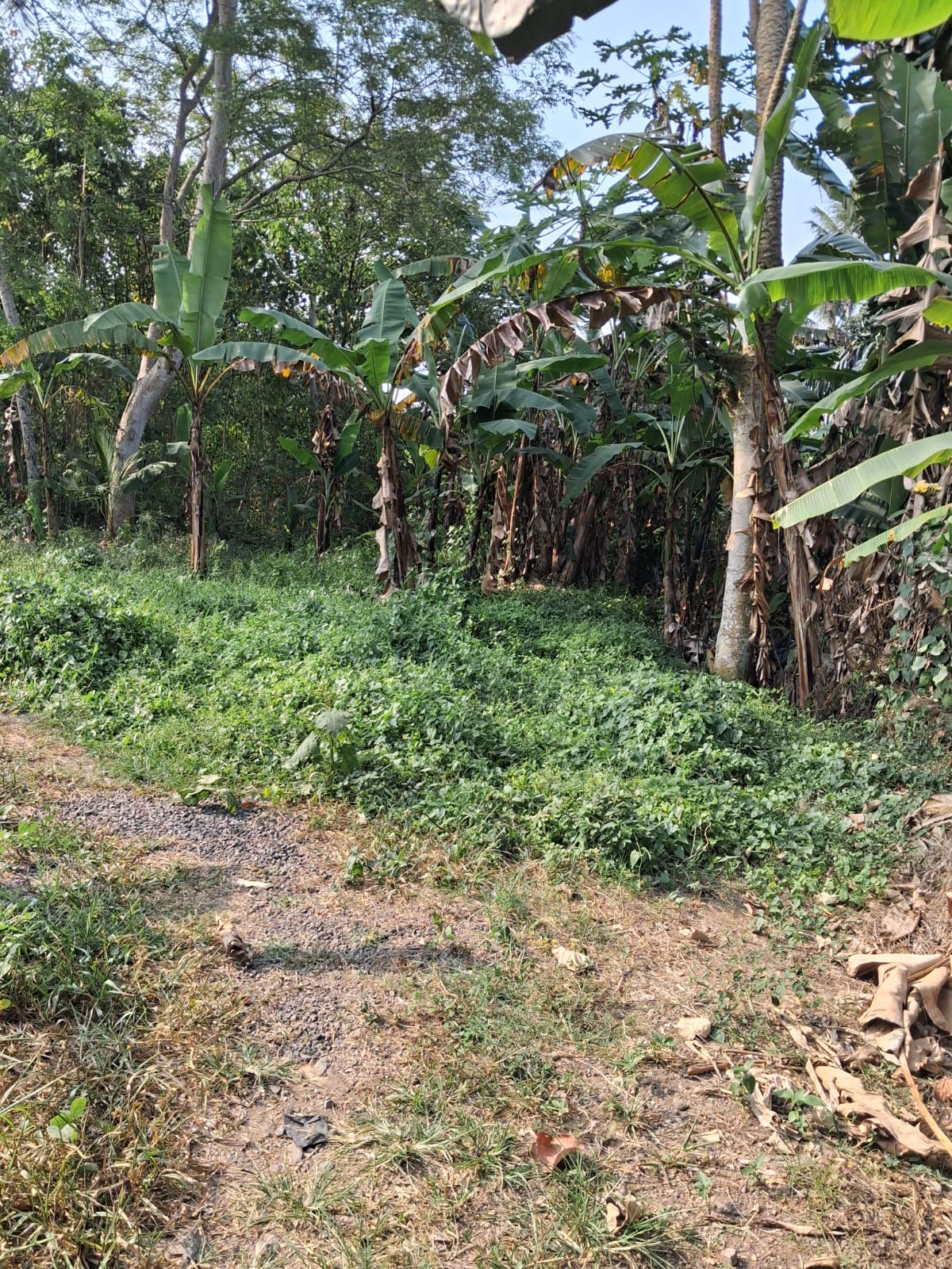 ubud kemenuh 3 Leasehold Land In Kemenuh Ubud, Bali — 5 Are River View